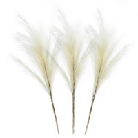 Pampas Grass A EV-SA20013