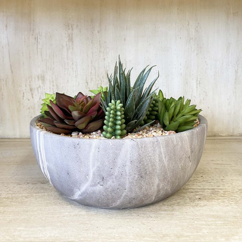 Succulent in pot