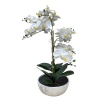 White Potted Orchid 60cm IMG1