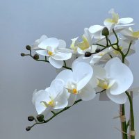 White Potted Orchid 60cm IMG2