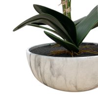 White Potted Orchid 60cm IMG3